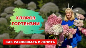 Хлороз гортензии после возвратных заморозков: что делать?