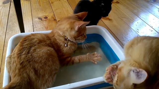 Водяные котики смотреть онлайн