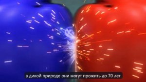 Крокодил против Большая Белая акула!