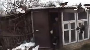 Николаевские голуби (серпастые)