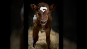 Теленок мычит!) мычание коров!!)