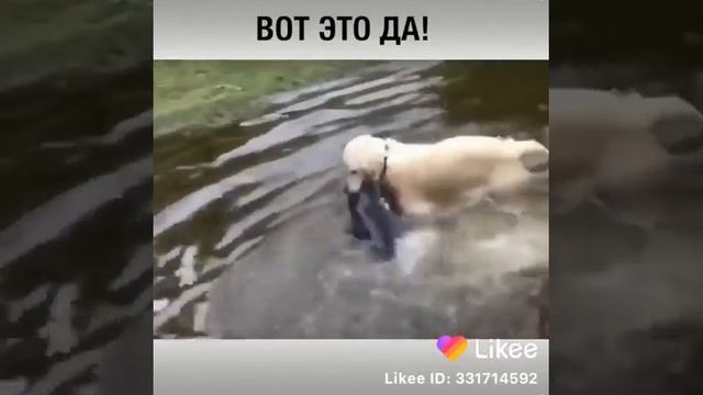 Собака ловит огромную рыбу смотреть онлайн