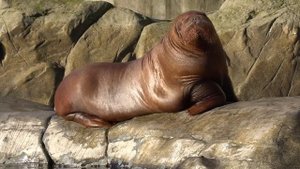 Тайны жизни в арктических водах Обитатели Северного Ледовитого океана