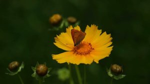 16935273-uhd_3840_2160_30fps