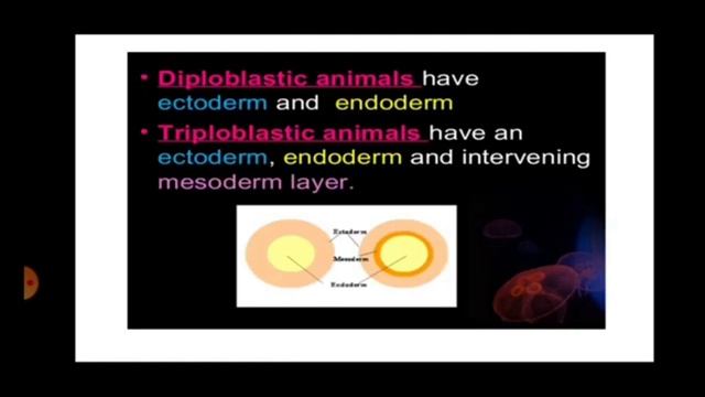 Germ Layers , Endoderm, ectoderm, mesoderm , symmetry #neet #biology #invertebrate