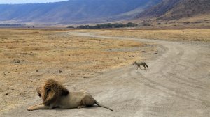 ОБЕД У ЛЬВОВ!!!