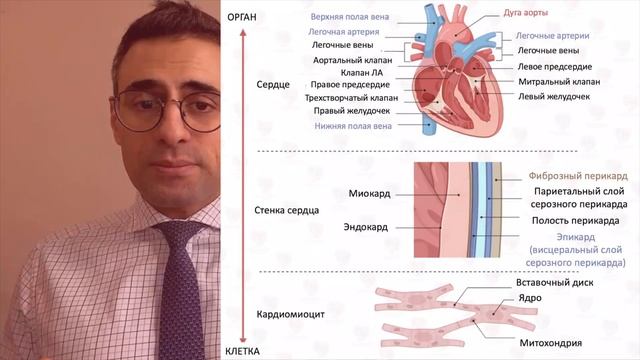 Лекция №4  Анатомия сердца для клиницистов часть 1