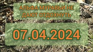07.04.2024 Пробуждение материнского гнезда, альфа рабочие.