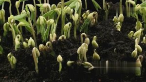 Лунные тайны Как фазы Луны влияют на природу