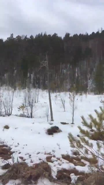 #offroad #тайга газ 66 едем в тайгу смотреть онлайн