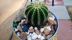 notocactus magnificus
