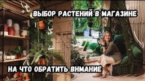 Выбор растений в магазине / как не принести с собой проблемы в горшке / мои советы при выборе