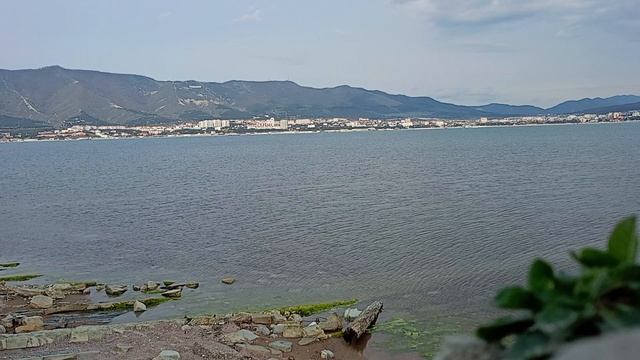 Море чайки 10-04-2025