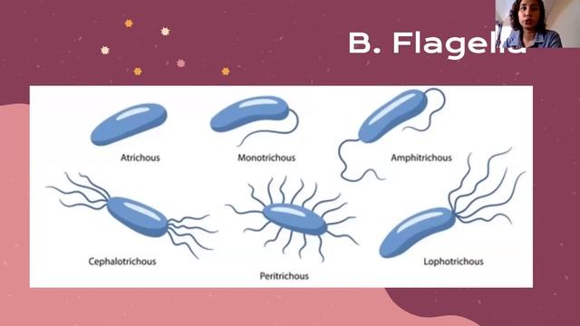 2 Bacteriology Structure Shape Size Growth Requirements Filipino