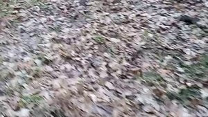 Поход в лес