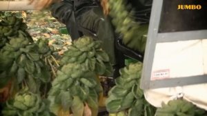 Как выращивают брюссельскую капусту