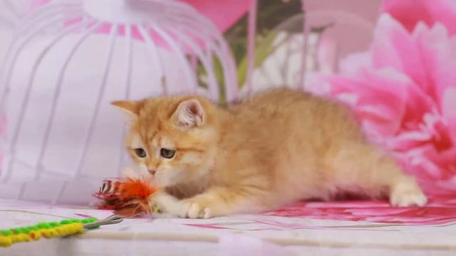 Британские котята,UA*Leo San Russell