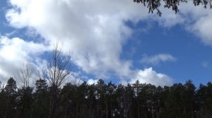 Дом в сосняке.