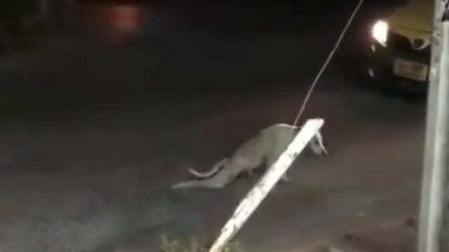 Без ногая собака. смотреть онлайн