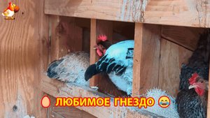 У кур несушек есть любимое гнездо ❣️🤗🥰