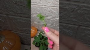 Обрезка петунии..Черенкуем и получаем новый посадочный материал 🌱