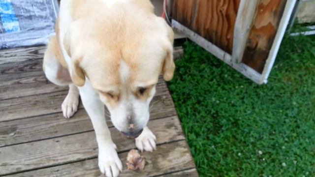 Добрый Алабай смотреть онлайн