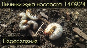 это личинки жука носорога, внимание! не хрущ, не майский жук.