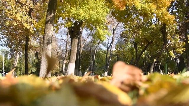 Бу кузга бизлардан алвидо қолди — Раҳмат Бобожон. Шоирнинг ўзи ўқиган смотреть онлайн