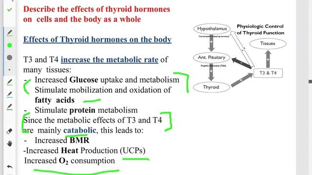 L10 thyroid hormones