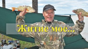 Житие мое - салат "Окунь под шубой"