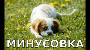 Пропала собака МИНУС тут https://vk.com/minusvoice
