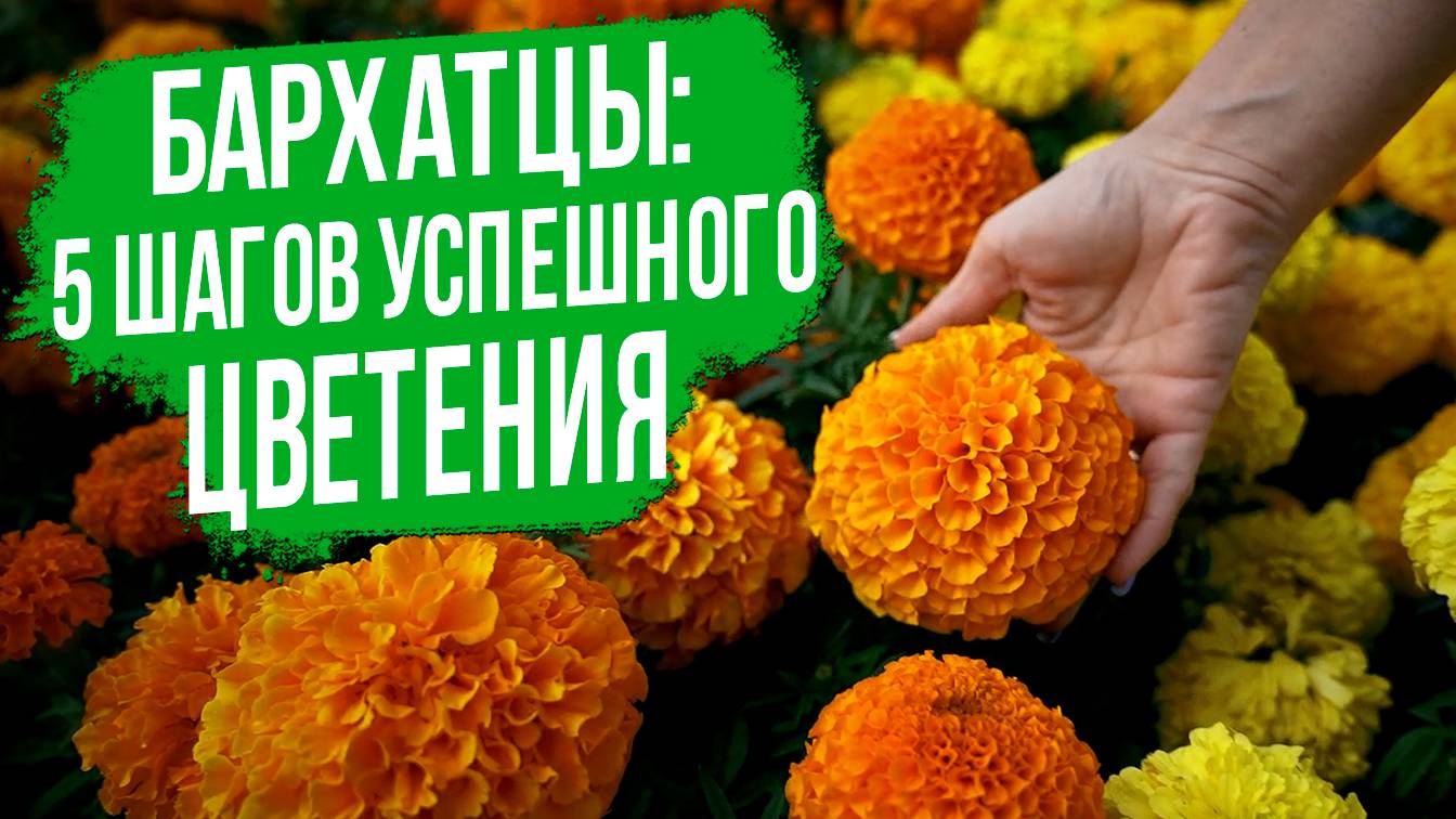 ГЛАВНЫЕ факторы успешного выращивания бархатцев!