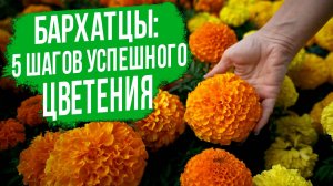 ГЛАВНЫЕ факторы успешного выращивания бархатцев!