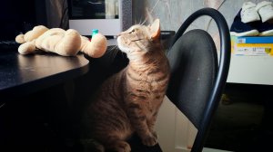 спокойная жизнь в деревне, деревенский кот, деревенские будни и атмосфера уюта