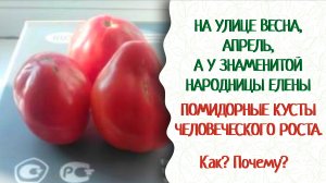 Прекрасный, народный сорт Грушовка Валя. Любимый сорт миллионов. Выращивайте! Мичурин-томаты