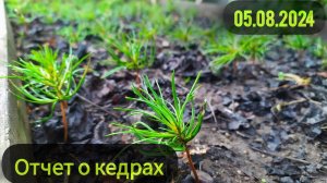 05.08.2024 Отчет по кедрам и другим хвойным