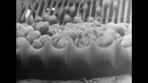 Опыт внедрения Научной Организации Труда на посадке картофеля, 1970г.