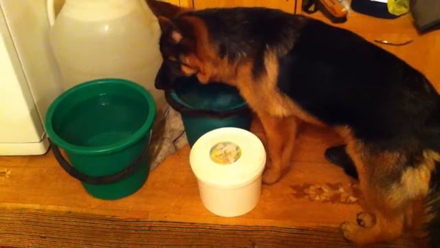 Моя собака очень любит играть с водой ♥ смотреть онлайн