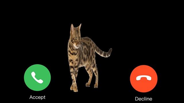 CAT LEOPARD OR CAT APPLE NOTIFICATION  13324 - IPHONE RINGTONE