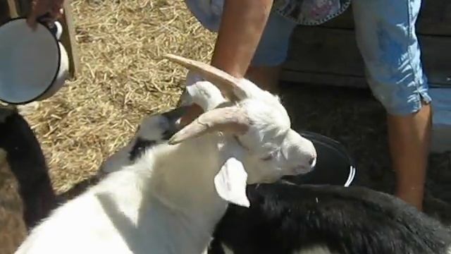 я пою козлят 12 июня.avi смотреть онлайн