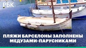 К побережью испанской Валенсии выбросило тысячи медуз-парусников