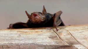 Летучие млекопитающие Тайны жизни летучих мышей
