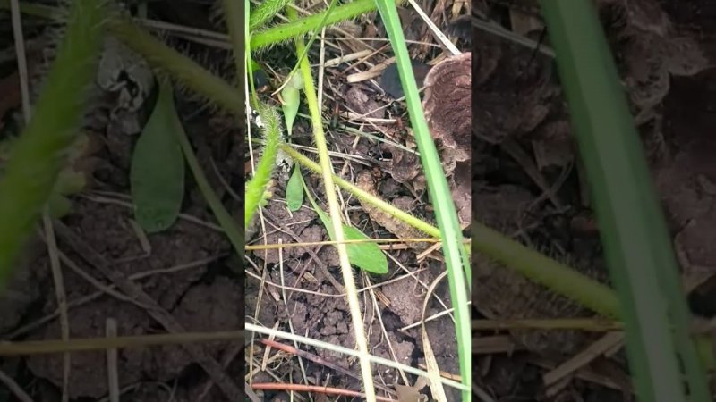 ants caught a pest caterpillar #formica #ants #муравьи