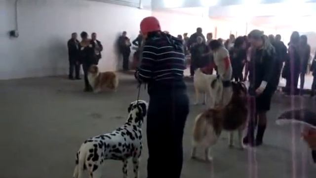 выставка собак 2012г темиртау фортуна смотреть онлайн