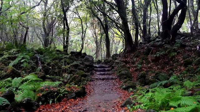 🌧️ Звук дождя на горной тропе в глубоком лесу. Релаксация, сон, борьба с бессонницей