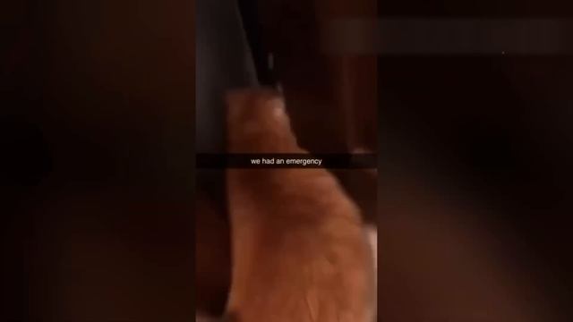 Приколы с котами! Смешные коты 2024! С ОЗВУЧКОЙ! Самые смешные животные! смотреть онлайн