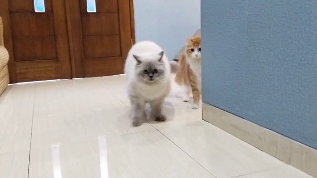LUCU BANGET KUCING-KUCING LAGI TAKUT смотреть онлайн