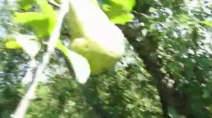 Груша Малевчанка