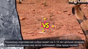 Королевская кобра против Гепард