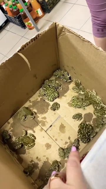 #sorts очень много лягушек смотреть онлайн